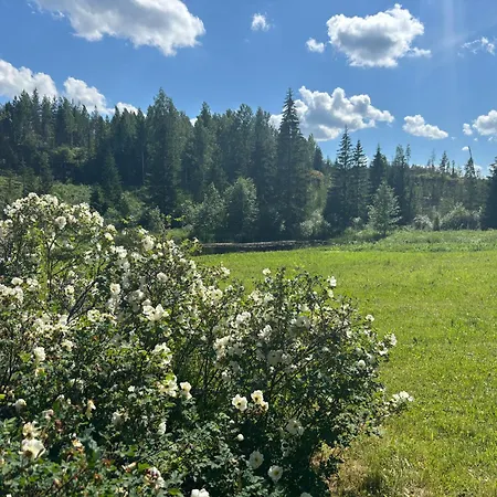 Metsaetaehti Punkaharjulla Vuoriniemi