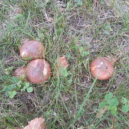 Metsaetaehti Punkaharjulla