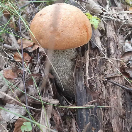 Metsaetaehti Punkaharjulla 샬레