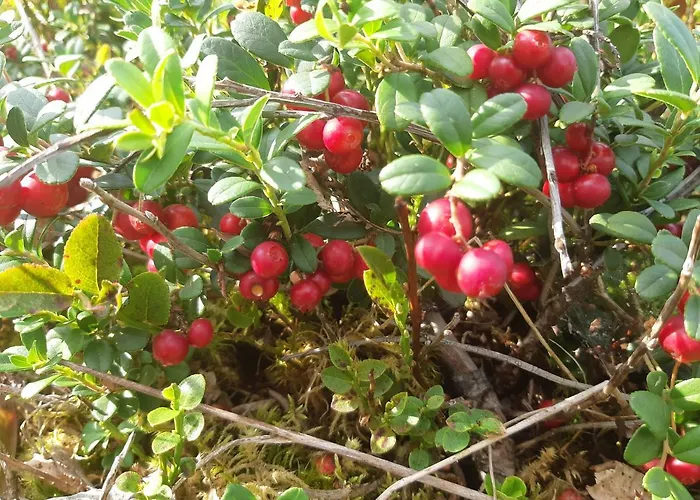 Metsaetaehti Punkaharjulla *