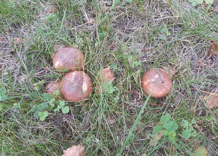 Metsaetaehti Punkaharjulla