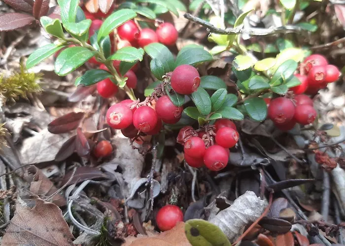 木屋 Metsaetaehti Punkaharjulla