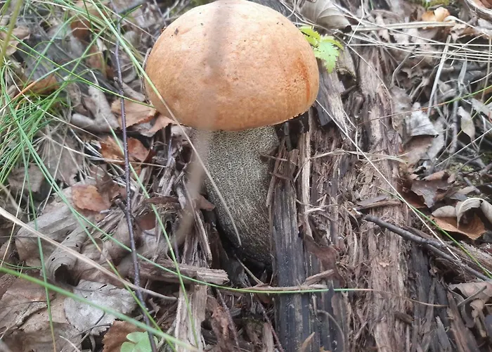 Metsaetaehti Punkaharjulla Domek alpejski